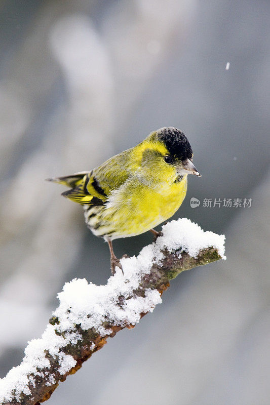 锦葵(Carduelis spinus)